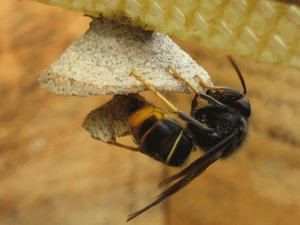 frelon asiatique vespa velutina andre abrahami
